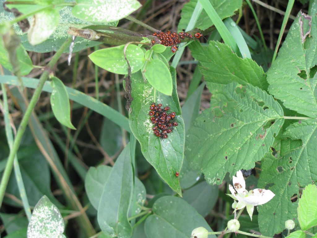 Nidiata di Tropidothorax leucopterus del Piemonte (BI)